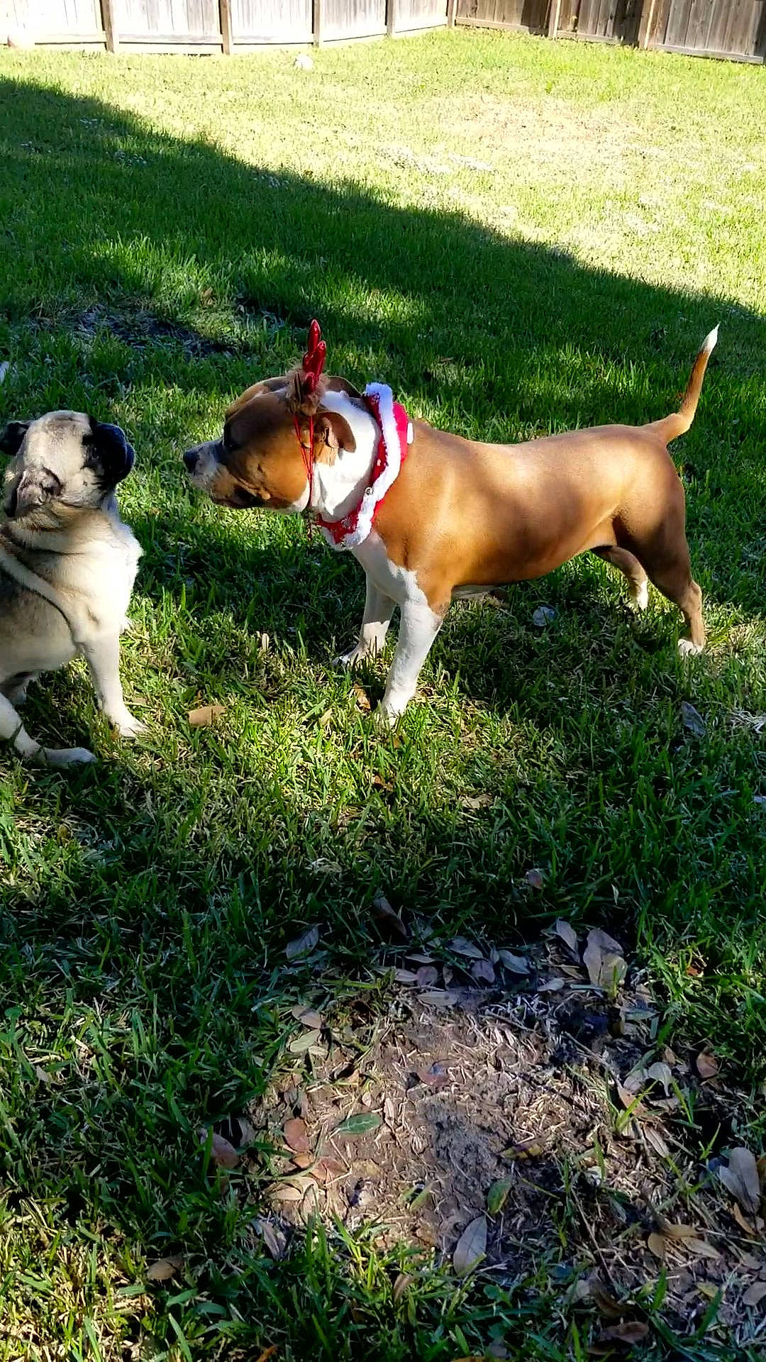 Papito is registered to the contest to win money with this photo: american_bulldog, american_staffordshire_terrier, australian_bulldog, canidae, carnivore, companion_dog, dog, dog_breed, fawn, grass, mammal, non_sporting_group, pit_bull, rare_breed_dog, sporting_group, tail, vertebrate