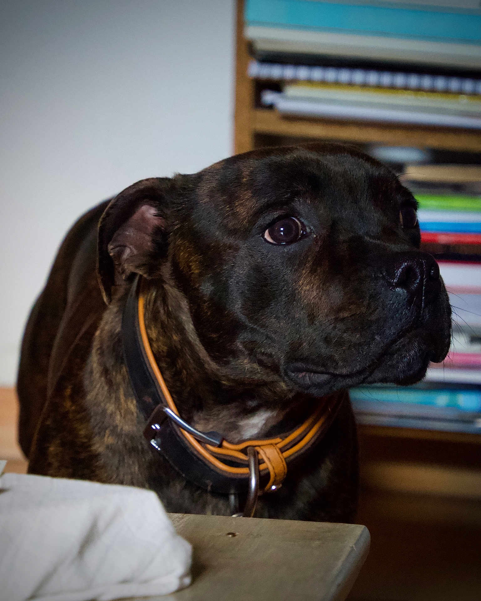 Vyron participe au concours pour gagner de l'argent avec cette photo : dog, canine, brindle, collar, portrait, indoor, pet, table, bookshelf, eyes, nose, fur, close_up, curious, domestic, furniture, wood, muzzle, looking_away, companion