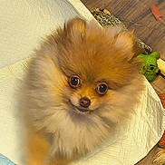 Sassy is registered to the contest to win money with this photo: dog, pomeranian, puppy, fluffy, fur, big_eyes, pet, indoor, pee_pad, toy, hardwood_floor, closeup, portrait, brown, cute, small_dog, gaze, playful, nose, whiskers