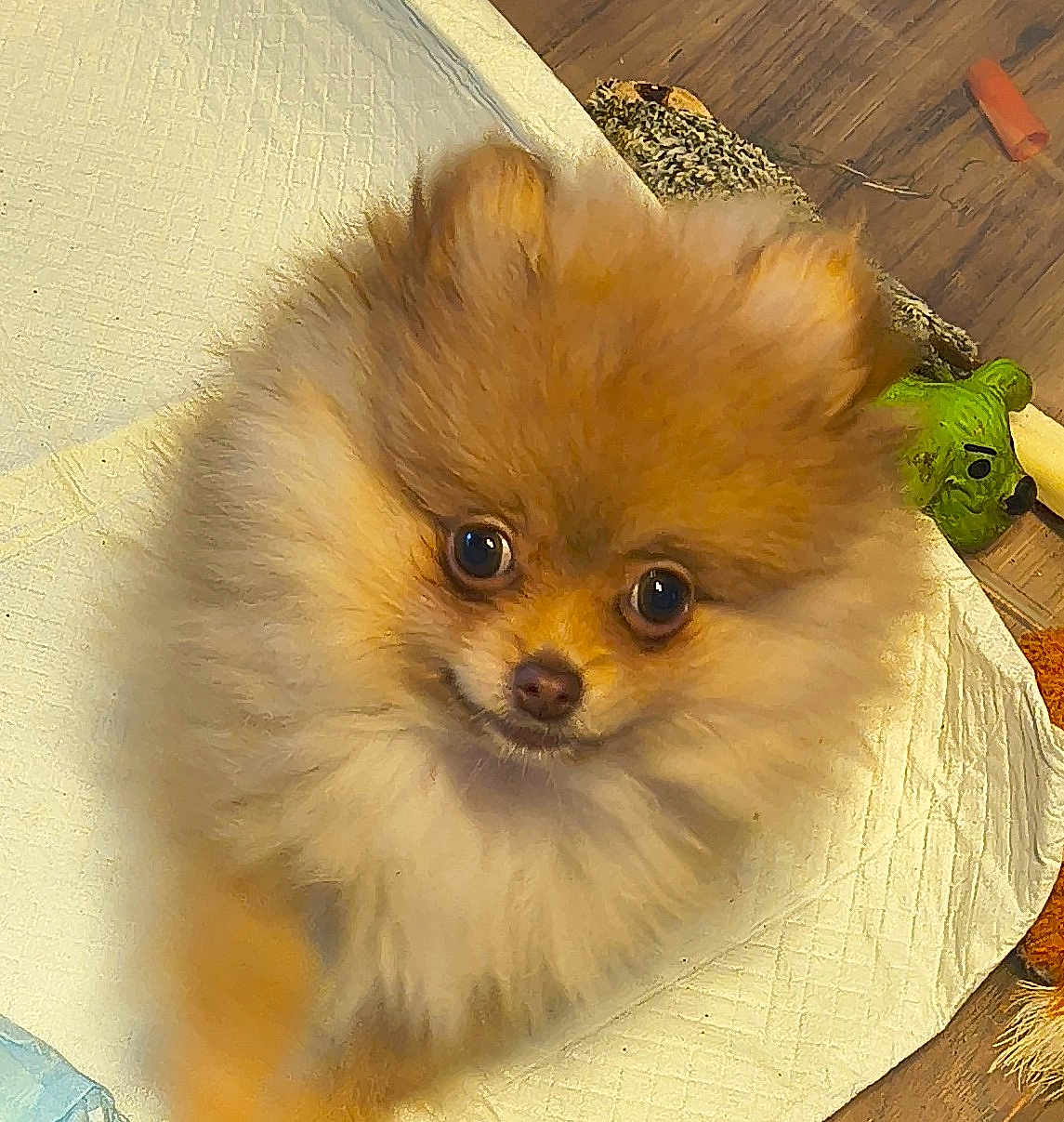 Sassy is registered to the contest to win money with this photo: dog, pomeranian, puppy, fluffy, fur, big_eyes, pet, indoor, pee_pad, toy, hardwood_floor, closeup, portrait, brown, cute, small_dog, gaze, playful, nose, whiskers