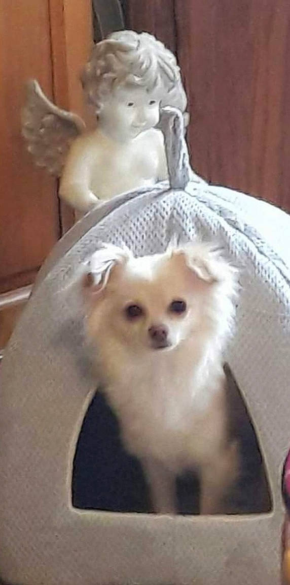 Sadie is registered to the contest to win money with this photo: angel, art, carnivore, chest, companion_dog, dog, dog_breed, eyelash, fawn, fur, mythical_creature, pet_supply, sculpture, snout, spitz, supernatural_creature, toy_dog, whiskers, white, working_animal