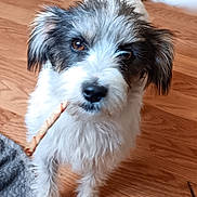 Mary Lue joined the competition — help win amazing prizes! dog, puppy, white, gray, fluffy, pet, indoor, floor, wooden_floor, treat, cute, animal, canine, looking_up, fur, ears, tail, domestic_animal, young, companion