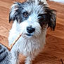 dog, puppy, white, gray, fluffy, pet, indoor, floor, wooden_floor, treat, cute, animal, canine, looking_up, fur, ears, tail, domestic_animal, young, companion