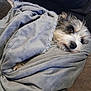 dog, blanket, couch, cozy, fur, pet, resting, snug, indoor, cute, animal, sleepy, soft, wrapped, companion, relaxed, home, comfort, small_dog, fur_texture