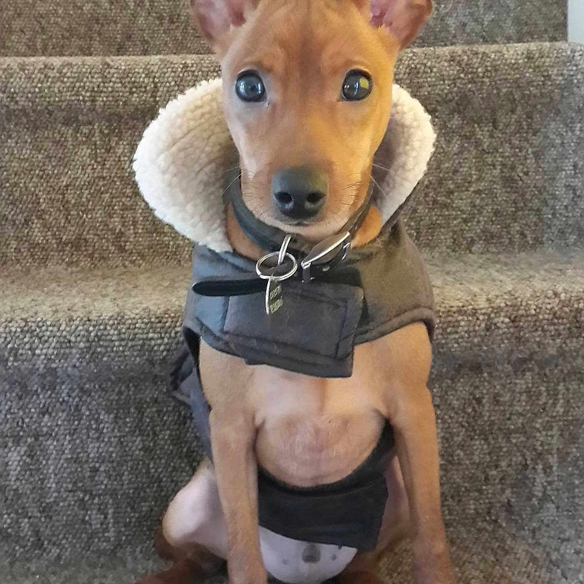 Chopper joined the competition — help win amazing prizes!