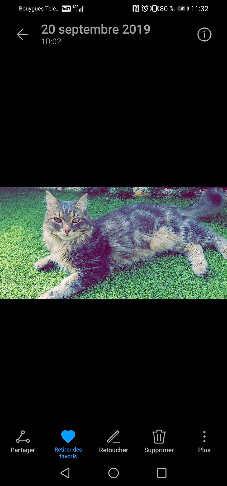 Grizouille participe au concours pour gagner de l'argent avec cette photo : asian, bengal, carnivore, cat, domestic_short_haired_cat, european_shorthair, eye, felidae, fur, grass, kitten, night, photography, pixie_bob, sky, small_to_medium_sized_cats, snapshot, tabby_cat, whiskers, wild_cat