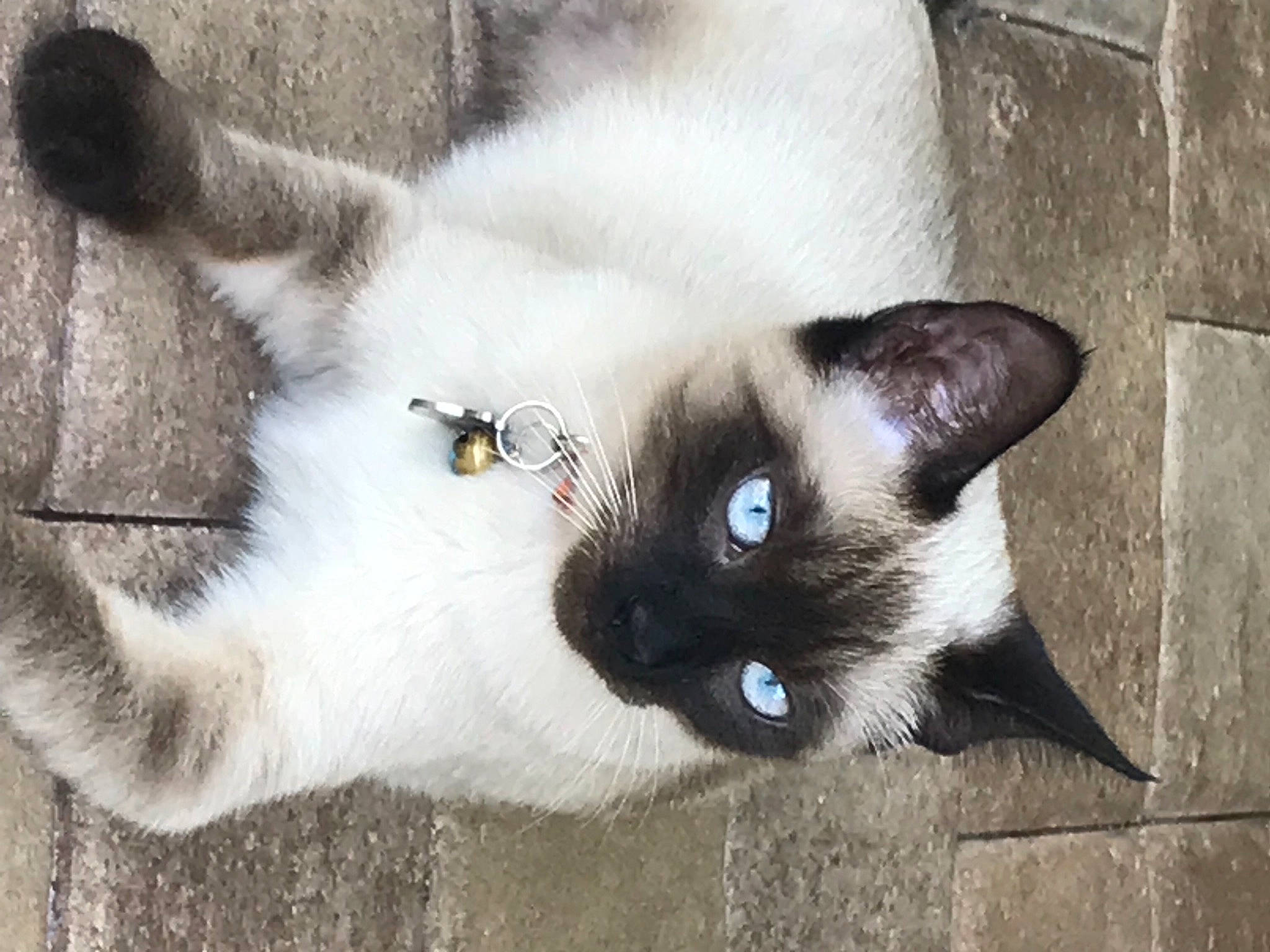 Lena is registered to the contest to win money with this photo: balinese, brick, carnivore, cat, claw, domestic_short_haired_cat, eye, fawn, felidae, fur, grey, iris, paw, siamese, small_to_medium_sized_cats, snout, tail, terrestrial_animal, thai, whiskers