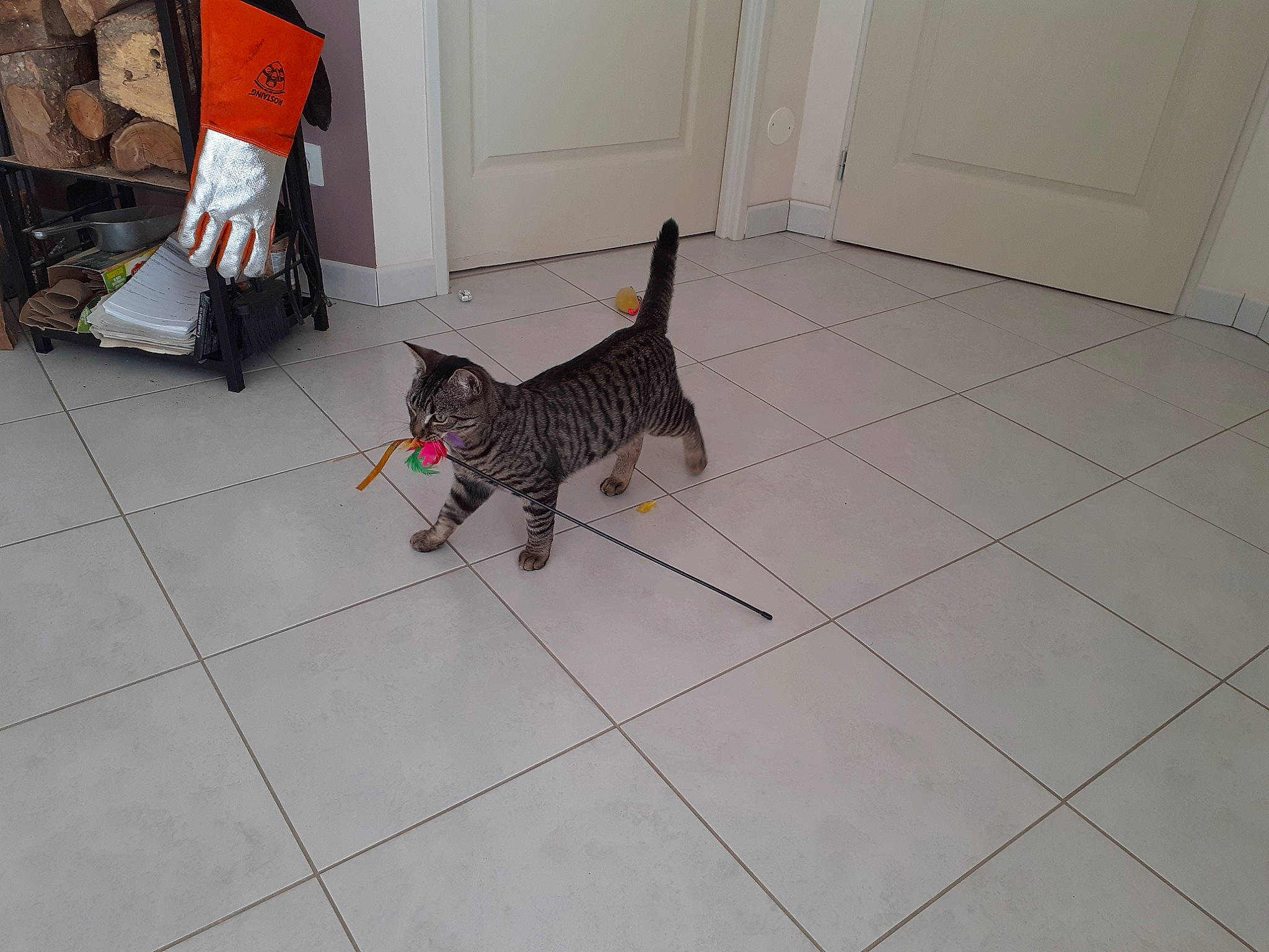 Sunday a rejoint le concours — aidez-le/la à gagner de superbes lots ! black, canidae, carnivore, cat, dog_breed, domestic_short_haired_cat, fawn, felidae, floor, flooring, grey, houseplant, line, pattern, small_to_medium_sized_cats, sporting_group, tail, tile_flooring, whiskers, wood