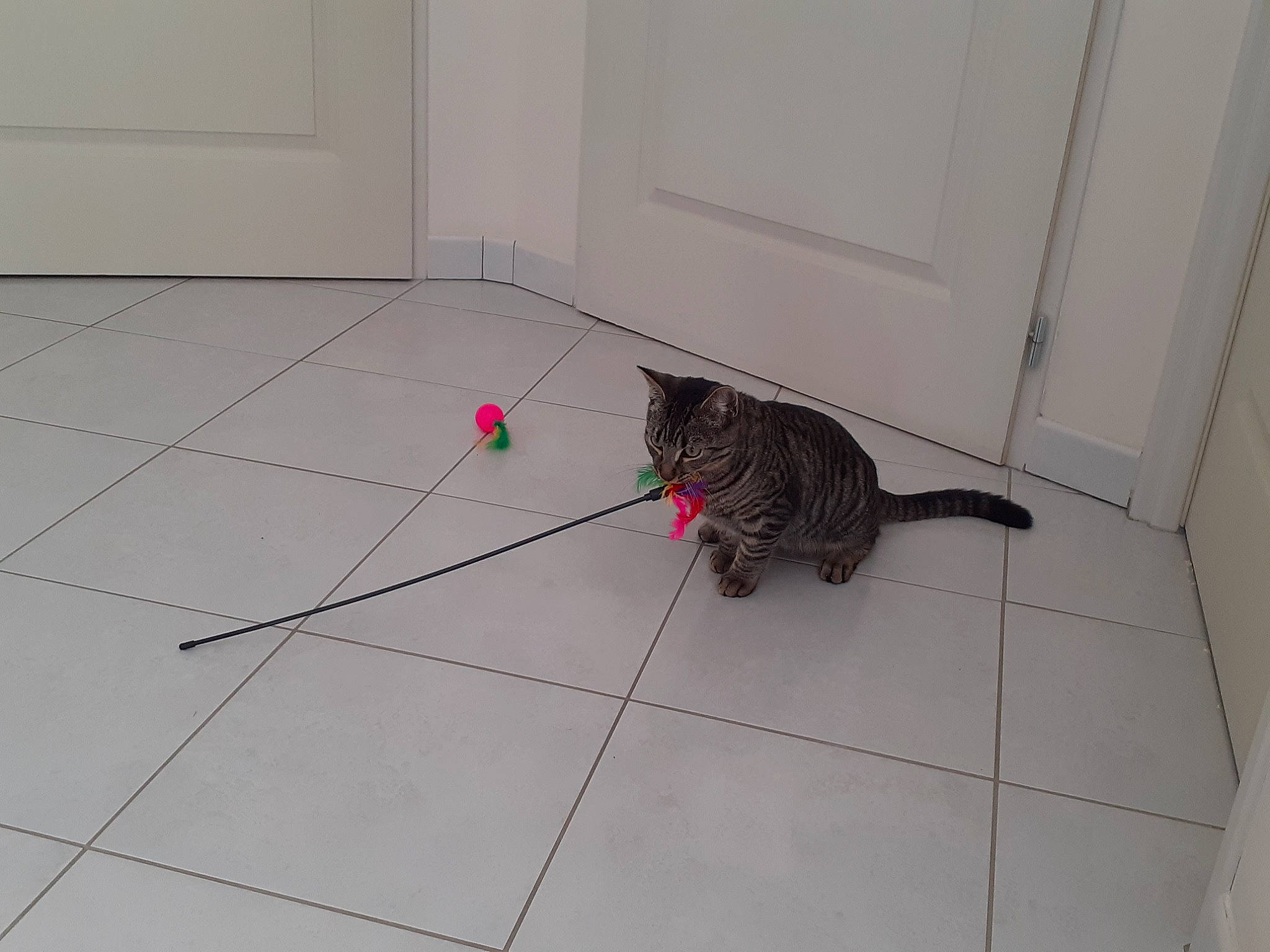 Sunday participe au concours pour gagner de l'argent avec cette photo : carnivore, cat, cat_toy, claw, dog_breed, domestic_short_haired_cat, door, felidae, floor, flooring, grey, hardwood, mammal, small_to_medium_sized_cats, tail, terrestrial_animal, tile, vertebrate, whiskers, wood