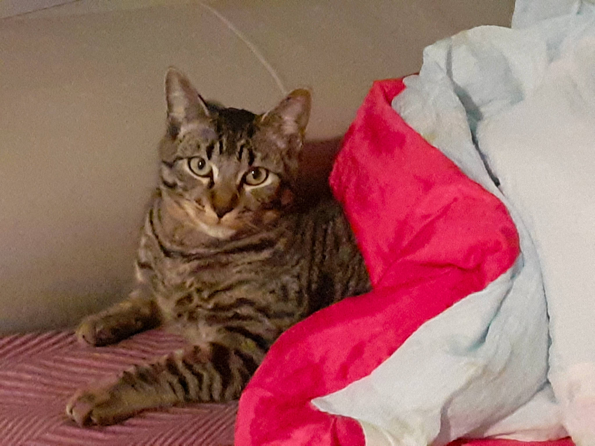 Sunday a rejoint le concours — aidez-le/la à gagner de superbes lots ! carnivore, cat, cat_supply, claw, comfort, domestic_short_haired_cat, felidae, fur, grey, paw, pet_supply, sitting, small_to_medium_sized_cats, tail, terrestrial_animal, whiskers