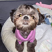 Gizzi joined the competition — help win amazing prizes! adorable, animal, bed, comfort, cozy, cute, dog, face, fluffy, fur, furry, indoor, looking_up, pet, pink_sweater, resting, small_dog, stuffed_toy, teeth, toy