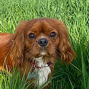 Léo participe au concours pour gagner de l'argent avec cette photo : dog, brown_dog, grass, outdoor, pet, collar, tag, ears, close_up, nature, animal, cute, canine, fur, face, portrait, looking, green, summer, daylight