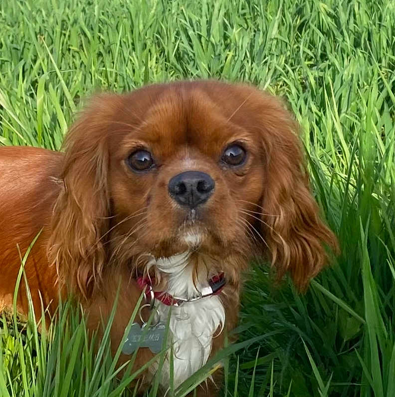 Léo participe au concours pour gagner de l'argent avec cette photo : dog, brown_dog, grass, outdoor, pet, collar, tag, ears, close_up, nature, animal, cute, canine, fur, face, portrait, looking, green, summer, daylight