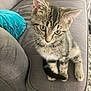 kitten, tabby, cat, pet, feline, couch, sofa, indoor, furniture, blue_cushion, gray, curious, young, whiskers, ears, paws, tail, carpet, closeup, domestic_animal