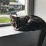 kitten, tabby, cat, windowsill, window, indoor, pet, animal, curious, cute, fur, young, resting, domestic, daylight, suburban, screen, house, quiet, looking
