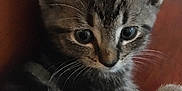 Arya joined the competition — help win amazing prizes! kitten, tabby, cat, indoor, pet, feline, young, whiskers, ears, curious, closeup, wooden_surface, animal, cute, fur, eyes, portrait, small, domestic_cat, resting