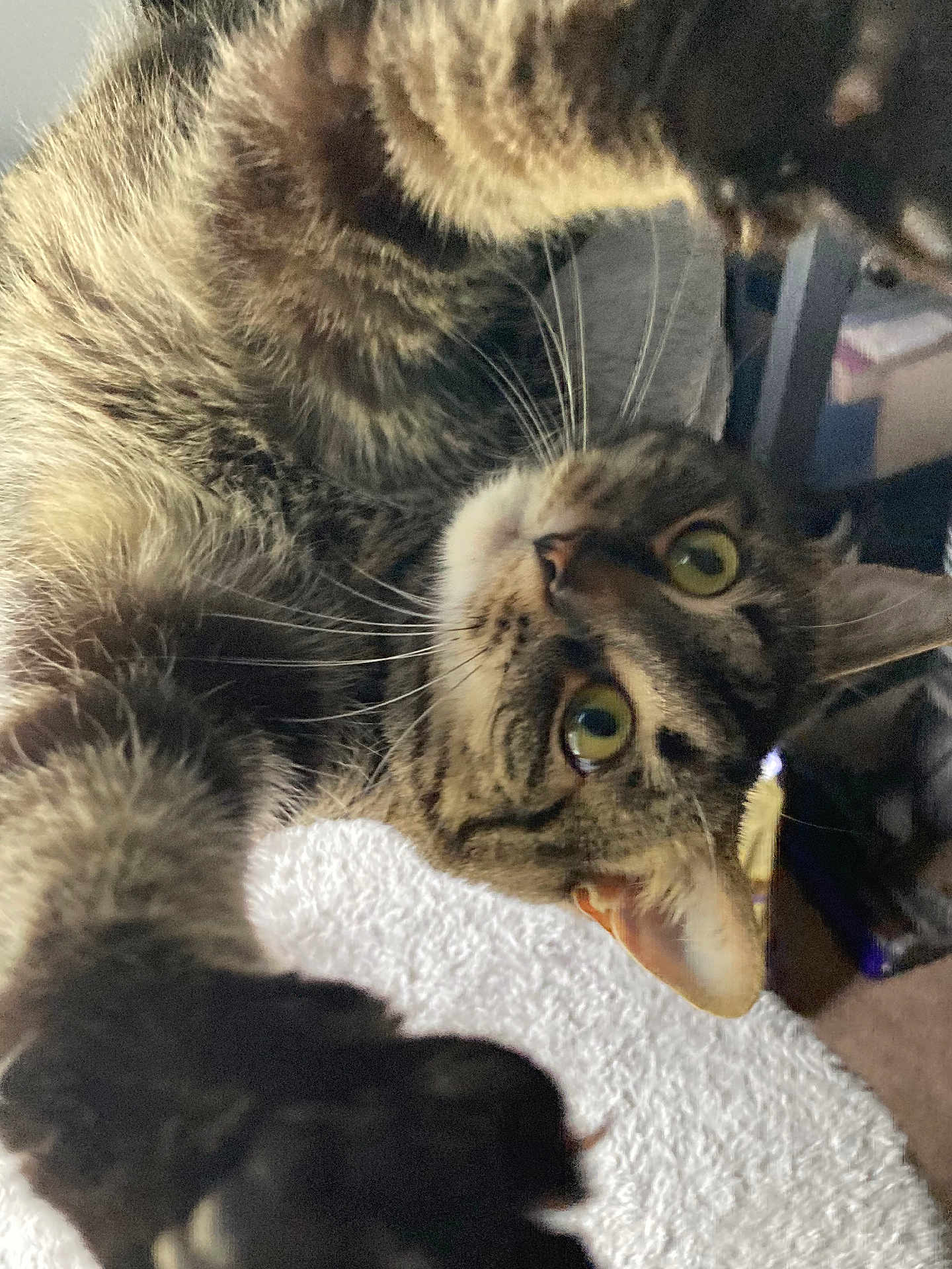 Arya