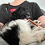 Melvin joined the competition — help win amazing prizes! puppy, dog, black_and_white, chewing, stick, person, lap, black_shirt, red_lips_print, bracelets, couch, indoor, relaxed, fluffy, fur, pet, cute, close_up, cozy, comfort