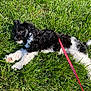 Melvin is registered to the contest to win money with this photo: puppy, dog, grass, leash, outdoor, pet, animal, black_and_white, fur, sunlight, nature, playful, cute, lying_down, summer, young, canine, field, relaxing, walk