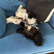 Melvin is registered to the contest to win money with this photo: dog, puppy, upside_down, fluffy, black_and_white, couch, blue_couch, pillow, indoor, pet, relaxed, playful, fur, ears, wooden_floor, comfortable, domestic, animal, resting, cute