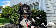 Melvin is registered to the contest to win money with this photo: dog, black_and_white, red_leash, rock, mulch, garden, lawn_ornaments, white_flamingo, house, window, bushes, flowers, blue_sky, outdoor, pet, leash, collar, sunny, yard, sitting