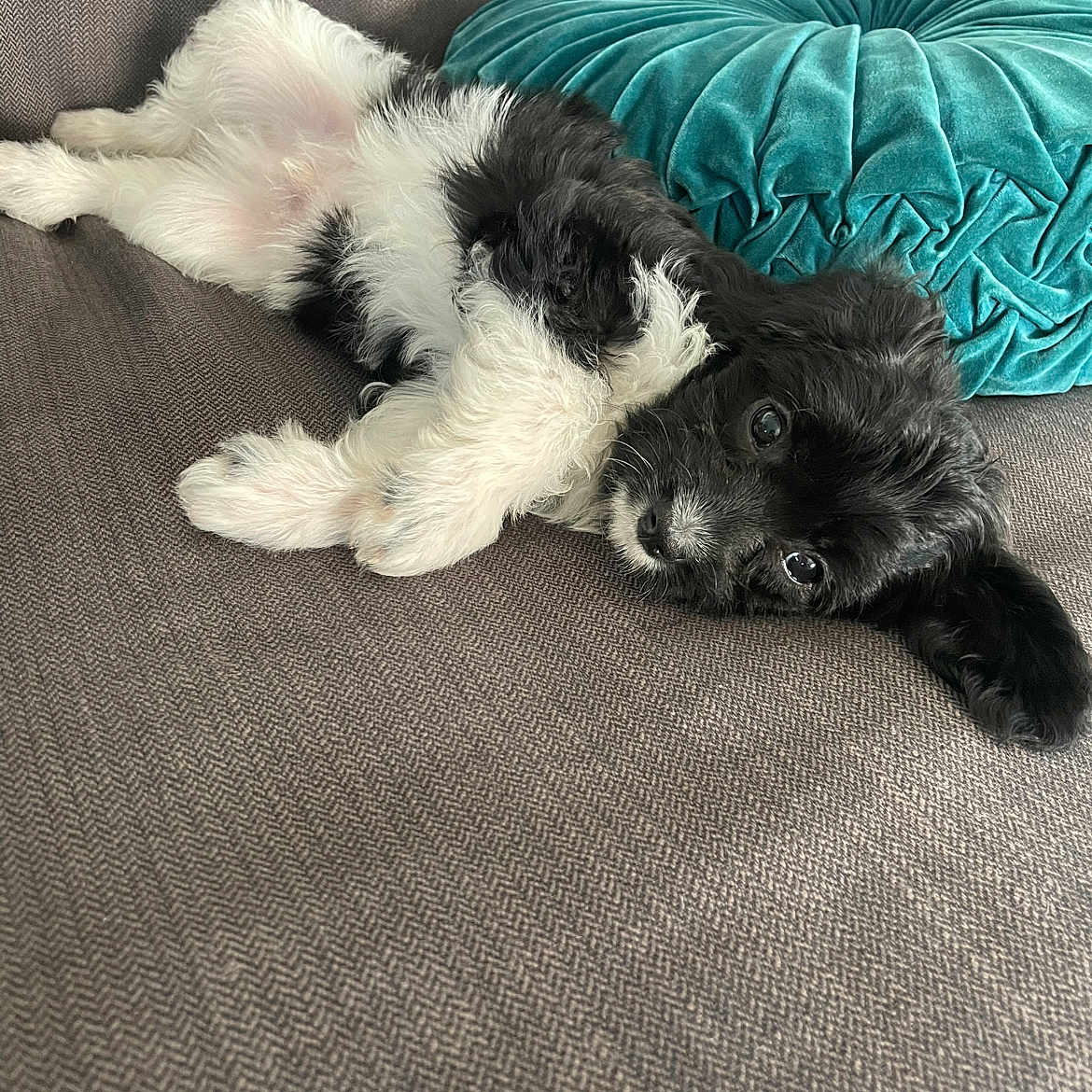 Melvin joined the competition — help win amazing prizes! adorable, animal, black_and_white, companion, couch, cute, dog, domestic_animal, fluffy, fur, home, indoor, laying_down, pet, pillow, puppy, relaxed, sofa, turquoise, young_dog