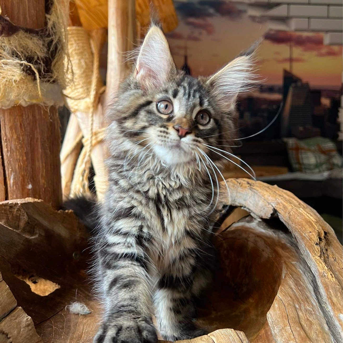 Zaya participe au concours pour gagner de l'argent avec cette photo : abyssinian, angora, animal, cat, chair, den, driftwood, egyptiancat, furniture, hardwood, indoors, kitten, manx, pet, plant, plywood, rock, stainedwood, tree, wood