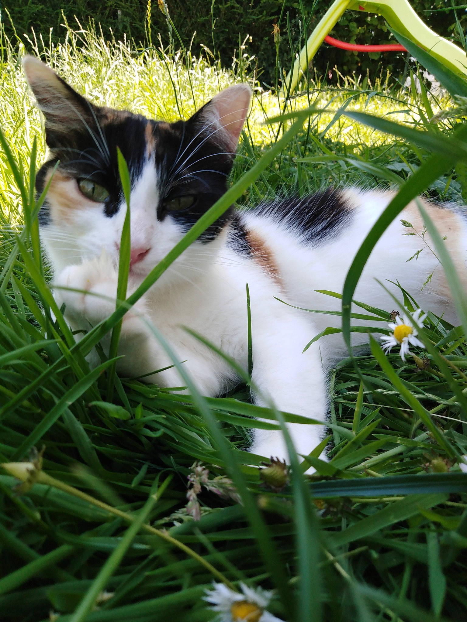 Calîne a rejoint le concours — aidez-le/la à gagner de superbes lots ! botany, carnivore, cat, close_up, felidae, grass, grass_family, grassland, groundcover, landscape, lawn, leisure, meadow, organism, people_in_nature, plant, small_to_medium_sized_cats, snout, tail, whiskers