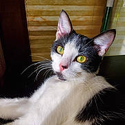 Taz is registered to the contest to win money with this photo: animal, black_and_white, cat, close_up, cute, domestic_cat, ears, feline, fur, indoor, looking, pet, pink_nose, portrait, relaxed, sitting, striped_background, whiskers, window_light, yellow_eyes