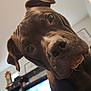 dog, pet, indoor, close_up, brown_dog, person, gaming, television, living_room, furniture, headphones, relaxing, casual, home, entertainment, couch, shelf, decor, technology, leisure