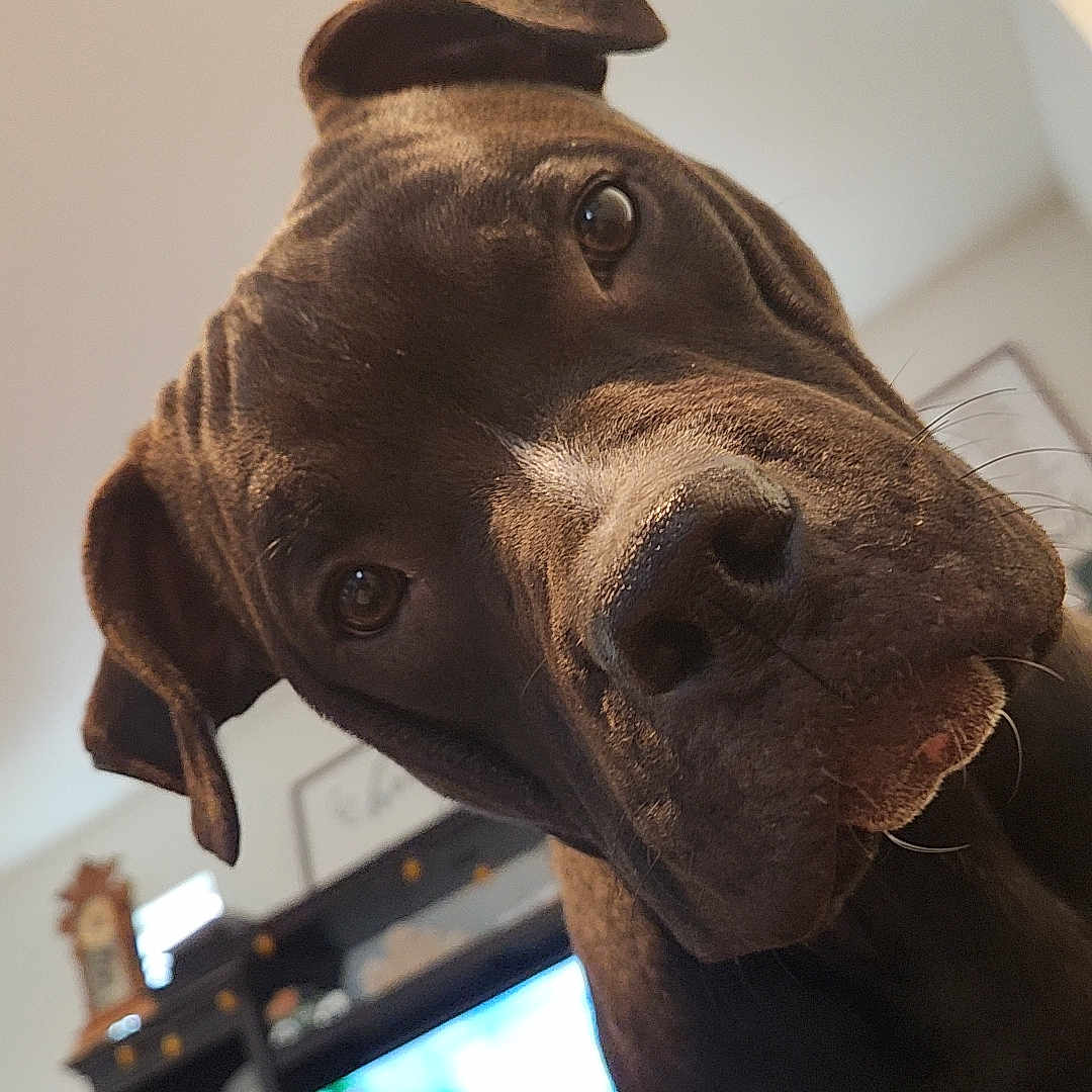 Apollo is registered to the contest to win money with this photo: brown_dog, casual, close_up, couch, decor, dog, entertainment, furniture, gaming, headphones, home, indoor, leisure, living_room, person, pet, relaxing, shelf, technology, television