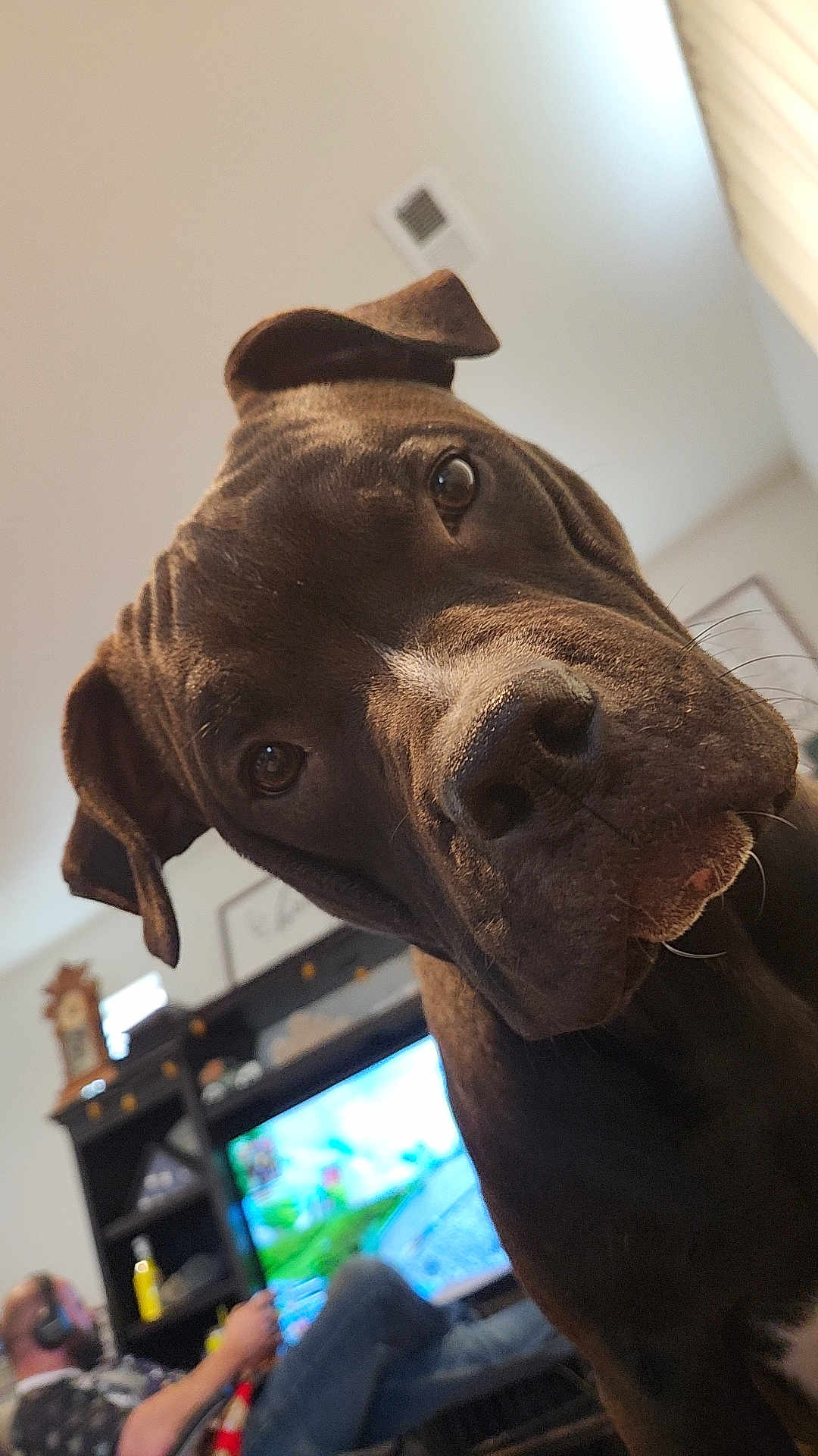 Apollo is registered to the contest to win money with this photo: dog, pet, indoor, close_up, brown_dog, person, gaming, television, living_room, furniture, headphones, relaxing, casual, home, entertainment, couch, shelf, decor, technology, leisure