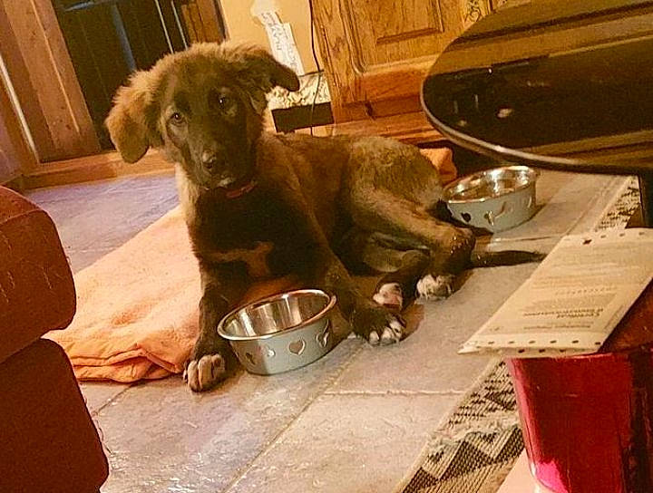 Uno participe au concours pour gagner de l'argent avec cette photo : canidae, carnivore, companion_dog, dog, dog_breed, fawn, flooring, fur, liver, metal, pet_supply, serveware, snout, sporting_group, table, tableware, working_animal