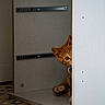 Cacahuète a rejoint le concours — aidez-le/la à gagner de superbes lots ! cat, kitten, orange_cat, tabby, peeking, curious, hiding, indoors, cabinet, furniture, wood, shelving, floor, patterned_floor, retro, portrait, whiskers, ears, paw, home