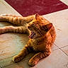 Cacahuète participe au concours pour gagner de l'argent avec cette photo : cat, ginger_cat, orange_fur, feline, yawning, open_mouth, whiskers, ears, lying_down, front_paws, stretched_body, tile_floor, indoor, warm_lighting, pet, animal_portrait, relaxed, funny, photography, signature