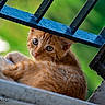 cat, kitten, ginger_cat, orange_fur, feline, animal, pet, face, eyes, whiskers, curious, looking, lying_down, outdoor, railing, blue railing, green_background, blurred_background, portrait, photography