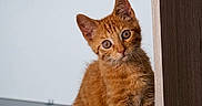 Cacahuète participe au concours pour gagner de l'argent avec cette photo : kitten, cat, orange_cat, ginger, feline, animal, pet, sitting, standing, curious, wide_eyes, tilted_head, whiskers, ears, fur, wooden_cabinet, indoor, floor, portrait, cute