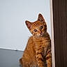 kitten, cat, orange_cat, ginger, feline, animal, pet, sitting, standing, curious, wide_eyes, tilted_head, whiskers, ears, fur, wooden_cabinet, indoor, floor, portrait, cute