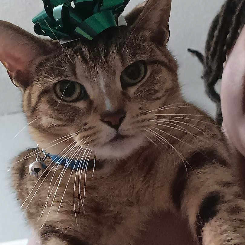 Nala Jazmine is registered to the contest to win money with this photo: animal_face, cat, close_up, collar_bell, cute, dreadlocks, gift_bow, green_eyes, household, indoor, looking_at_camera, person_partial, pet, portrait, soft_lighting, striped_fur, tabby_cat, unamused_expression, wall_background, whiskers