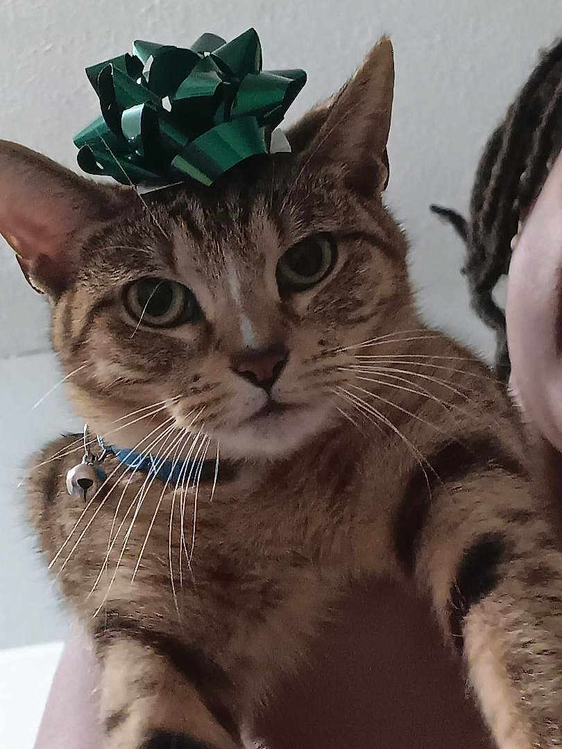 Nala Jazmine is registered to the contest to win money with this photo: animal_face, cat, close_up, collar_bell, cute, dreadlocks, gift_bow, green_eyes, household, indoor, looking_at_camera, person_partial, pet, portrait, soft_lighting, striped_fur, tabby_cat, unamused_expression, wall_background, whiskers
