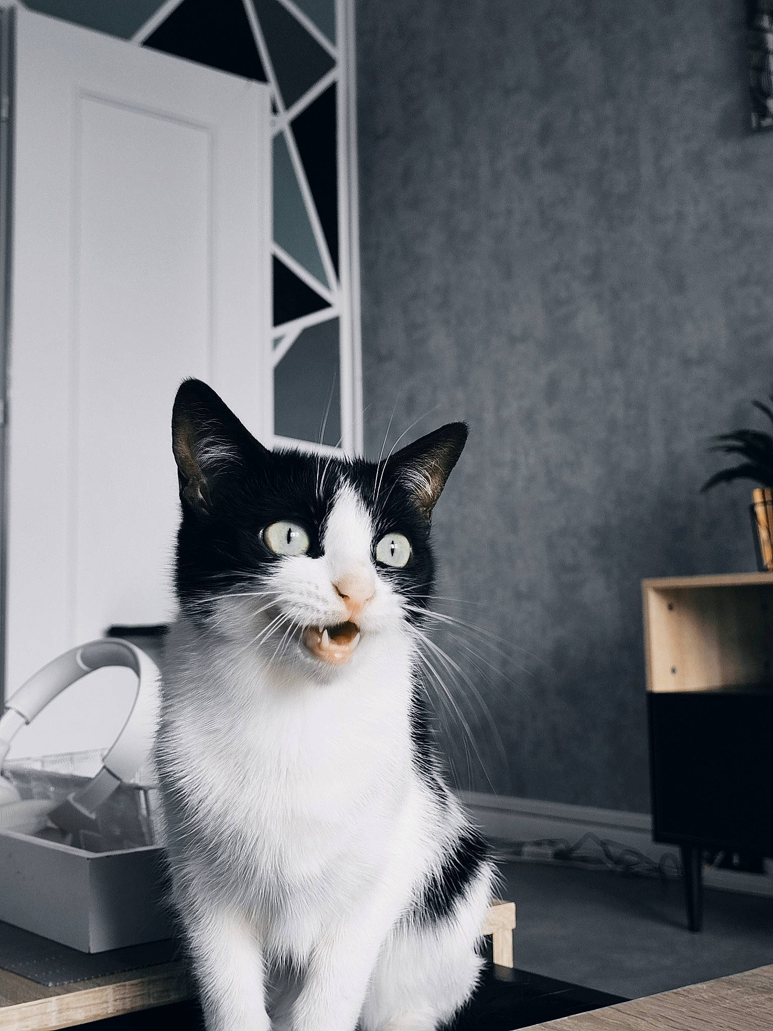 Micky a rejoint le concours — aidez-le/la à gagner de superbes lots ! black_and_white, carnivore, cat, domestic_short_haired_cat, felidae, flooring, flowerpot, fur, grey, houseplant, monochrome, monochrome_photography, paw, plant, sitting, small_to_medium_sized_cats, snout, tail, whiskers, window