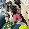 animal, bulldog, cheerful, close_up, curtains, cute, decor, dog, floor, furniture, indoor, living_room, paw, pet, playful, rope_toy, tennis_ball, tongue_out, toy, white_wall