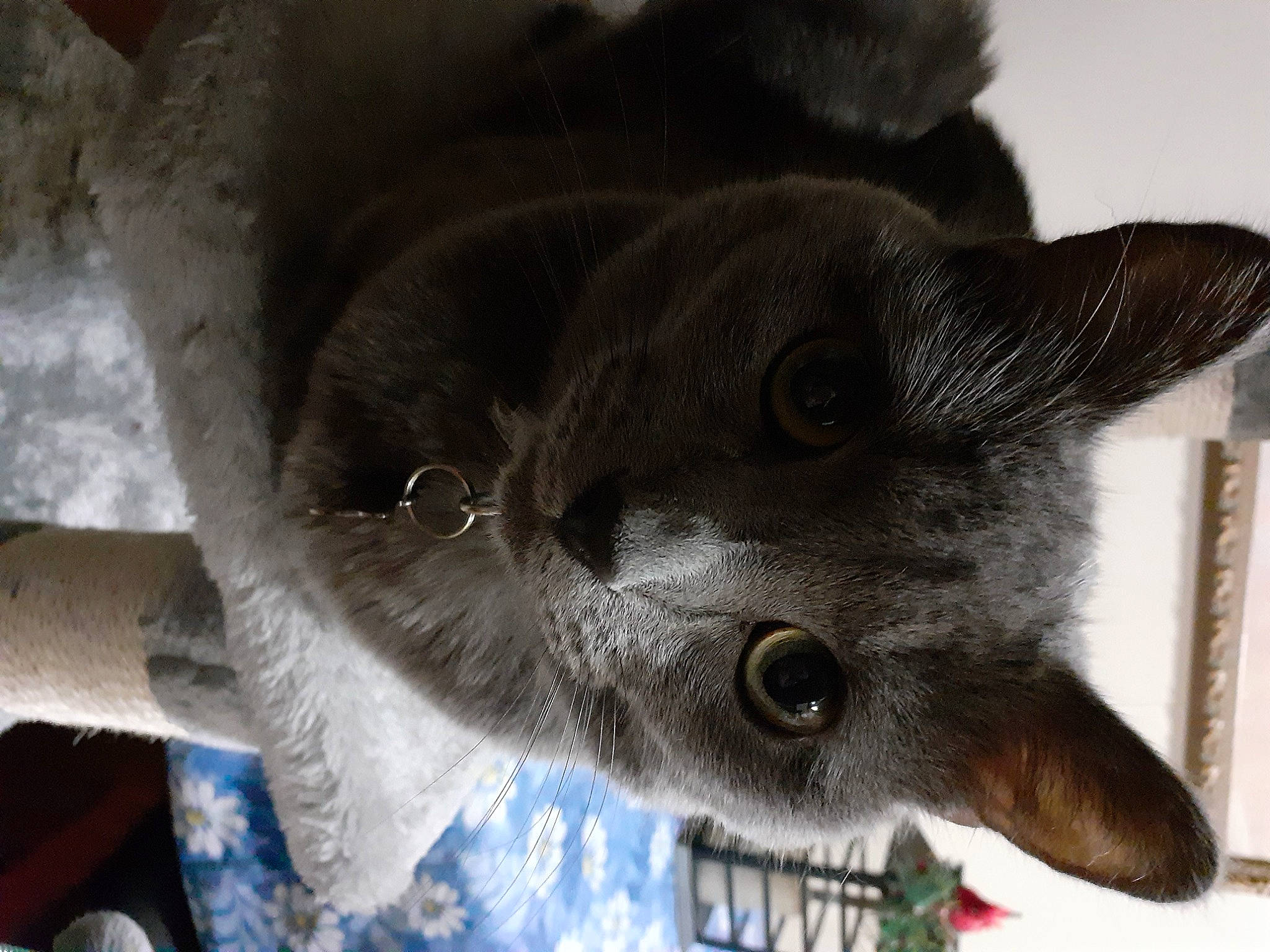 Blaze joined the competition — help win amazing prizes! carnivore, cat, cat_supply, domestic_short_haired_cat, electric_blue, felidae, fur, grey, russian_blue, small_to_medium_sized_cats, snout, whiskers