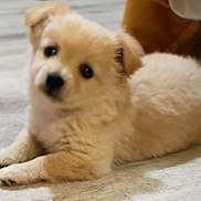 Aries joined the competition — help win amazing prizes! puppy, dog, animal, pet, fur, cute, lying_down, indoors, floor, cream_color, young, small, domestic_animal, canine, looking, ears, paws, soft, fluffy, curious