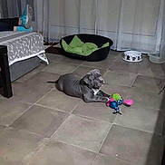 Bronx participe au concours pour gagner de l'argent avec cette photo : dog, toy, floor, pet_bed, bowl, couch, person, feet, tile, indoor, curtain, window, blanket, resting, playful, home, relaxing, living_room, paw, colorful