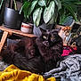 cat, black_cat, heterochromia, indoor, houseplants, green_leaves, blanket, yellow_blanket, gray_blanket, cozy, furniture, pottery, wooden_table, relaxing, pet, fur, comfort, home_decor, plant_pot, living_room