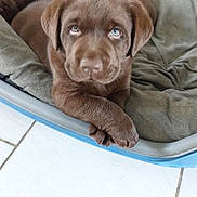 Arlo participe au concours pour gagner de l'argent avec cette photo : puppy, dog, chocolate_labrador, pet_bed, cute, animal, indoor, floor_tiles, fur, pet, resting, young_dog, canine, brown, looking, crossed_paws, cozy, sleepy, close_up, companion