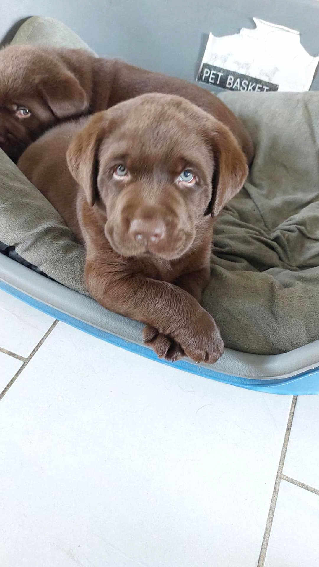 Arlo participe au concours pour gagner de l'argent avec cette photo : puppy, dog, chocolate_labrador, pet_bed, cute, animal, indoor, floor_tiles, fur, pet, resting, young_dog, canine, brown, looking, crossed_paws, cozy, sleepy, close_up, companion