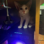 Aphrodite participe au concours pour gagner de l'argent avec cette photo : kitten, cat, indoor, speaker, glowing, wooden_furniture, curious, pets, small_animal, electronics, floor_tiles, home, cable, technology, desk, colorful_light, paw, animal_face, whiskers, young_cat