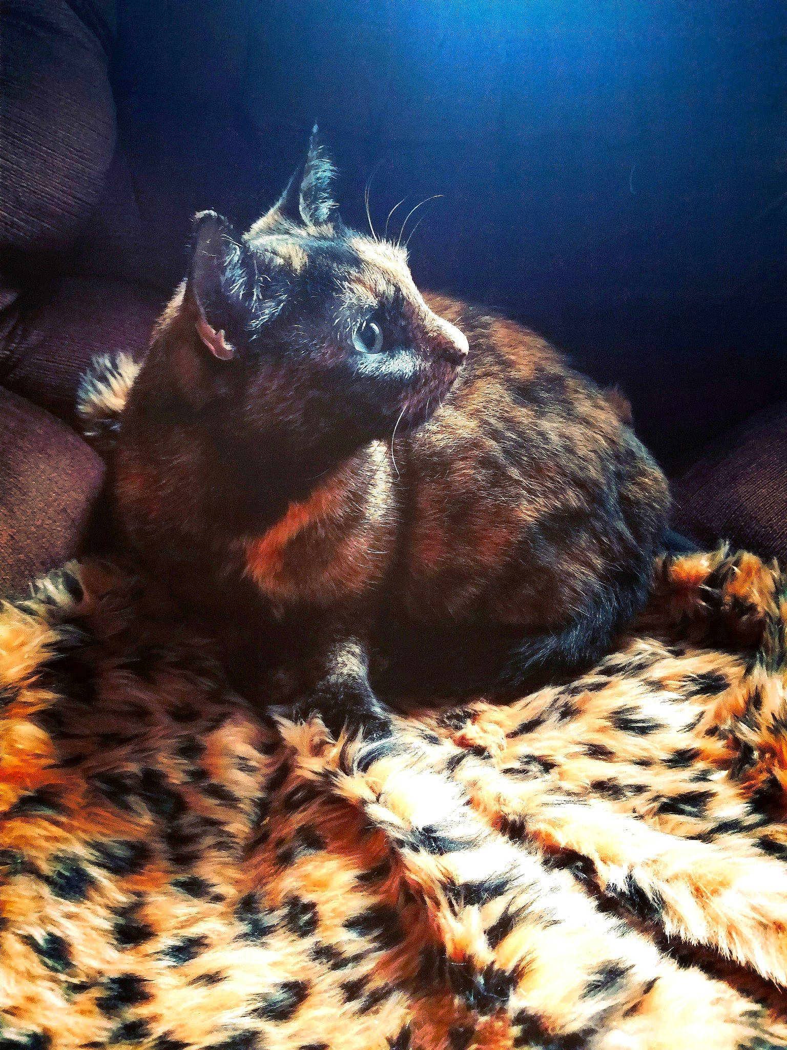 Chips participe au concours pour gagner de l'argent avec cette photo : canidae, carnivore, claw, close_up, cloud, comfort, dog_breed, ear, fawn, felidae, fur, houseplant, liver, paw, sky, small_to_medium_sized_cats, snout, tail, terrestrial_animal, whiskers